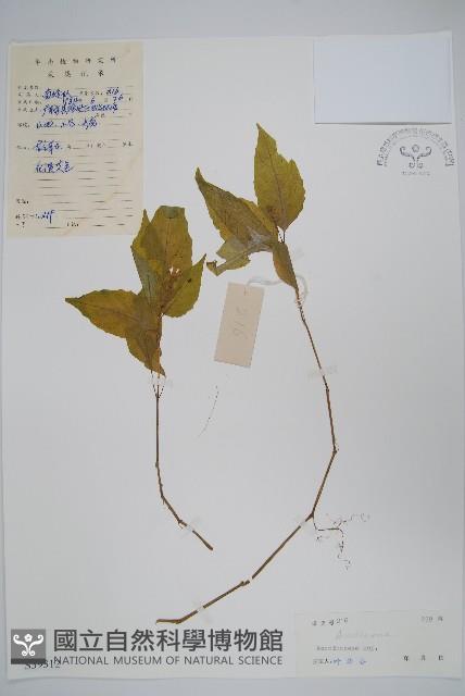 登錄號:S039312藏品圖，第1張