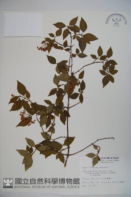 狹葉莢迷藏品圖，第1張