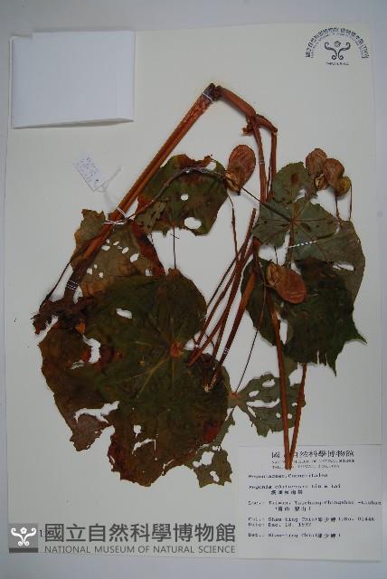 溪頭秋海棠藏品圖，第1張