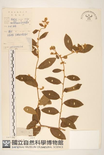 細脈斑鳩菊、毒根斑鳩菊藏品圖，第1張