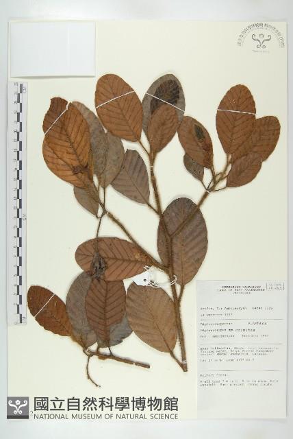 登錄號:S069812藏品圖，第1張