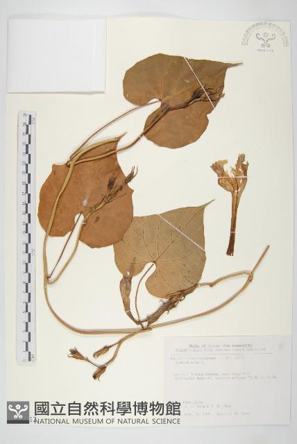 天茄兒藏品圖，第1張