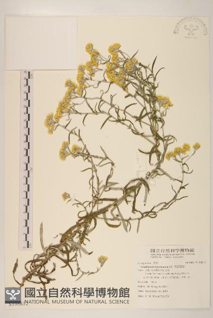 秋鼠麴草藏品圖，第1張