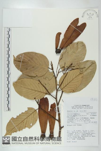 登錄號:S058812藏品圖，第1張