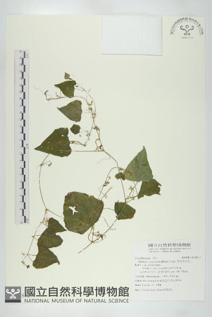 黑果馬交兒藏品圖，第1張