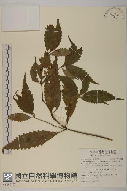 草珊瑚、紅果金粟蘭藏品圖，第1張