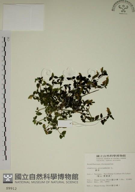 爵床藏品圖，第1張