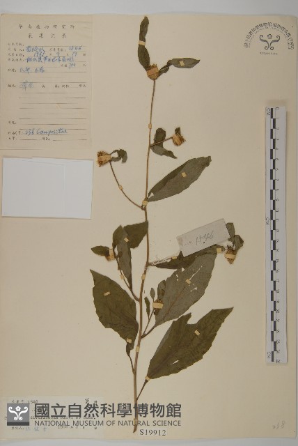 煙管草藏品圖，第1張