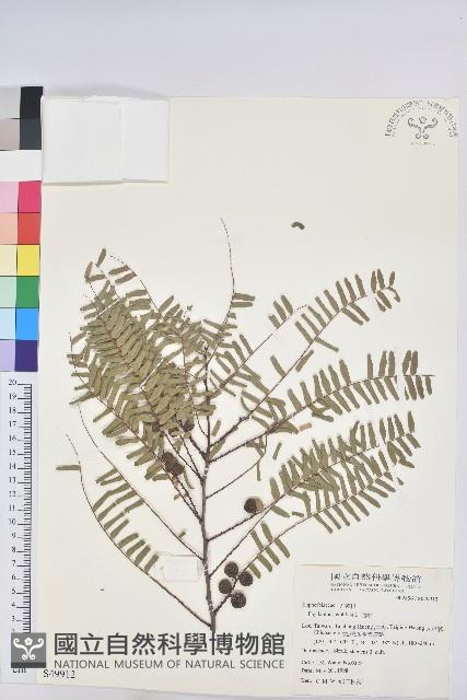 油柑藏品圖，第1張