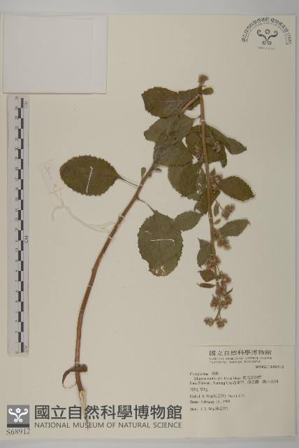 柔毛艾納香藏品圖，第1張