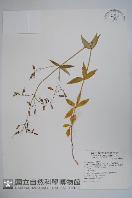 輪葉沙參藏品圖，第1張