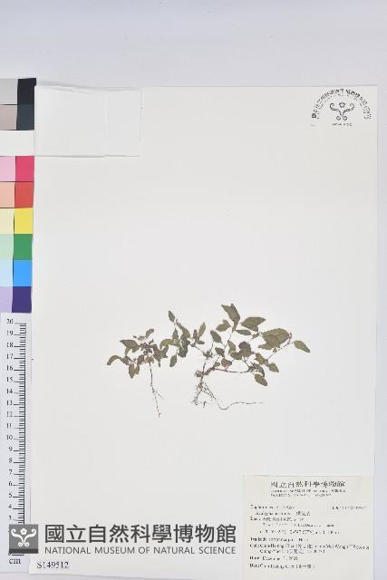 鐵莧菜藏品圖，第1張