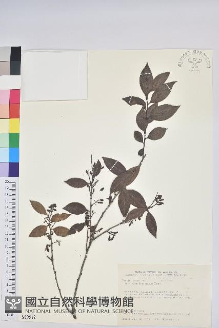 米飯花藏品圖，第1張