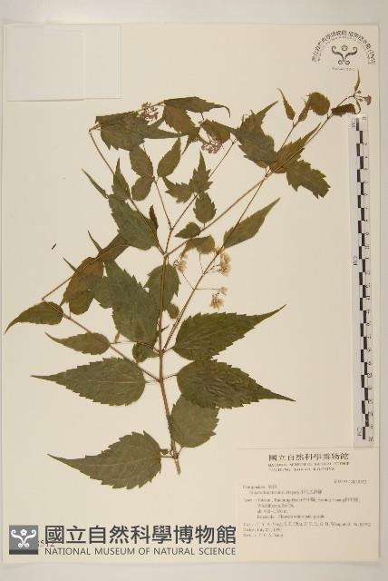 田代氏澤蘭藏品圖，第1張