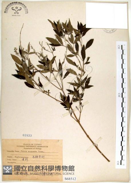 黃荊藏品圖，第1張