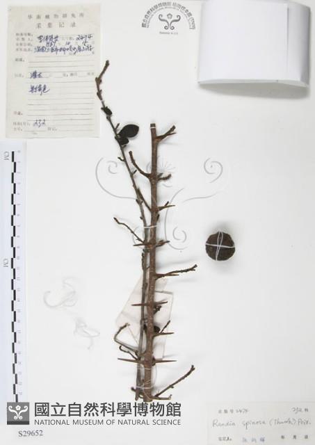 對面花藏品圖，第1張