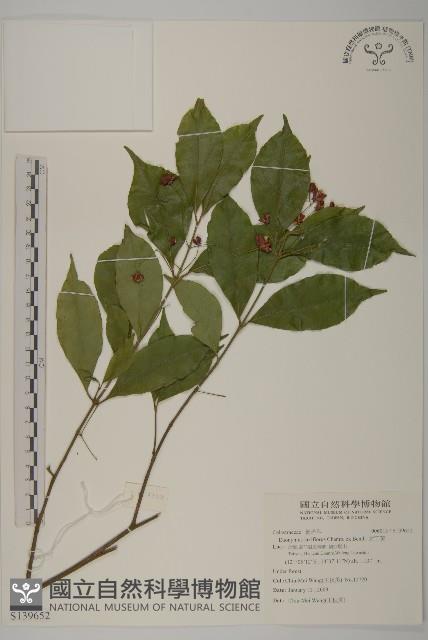 大丁黃藏品圖，第1張