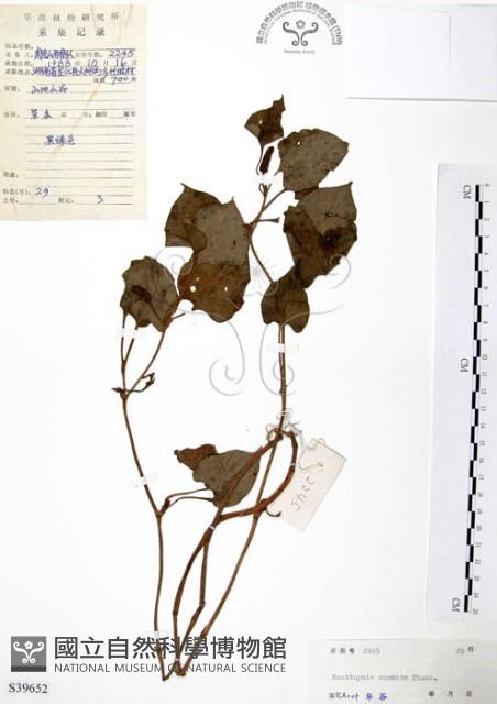 臭腥草、蕺菜藏品圖，第1張