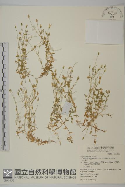 玉山卷耳藏品圖，第1張