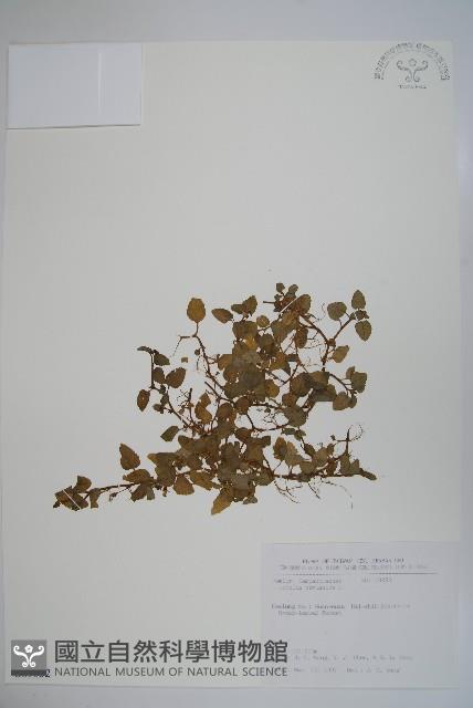 圓葉山梗菜藏品圖，第1張