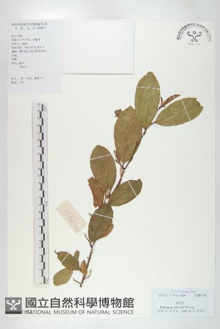 胡頹子藏品圖，第1張