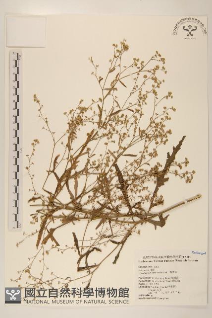 銀膠菊藏品圖，第1張