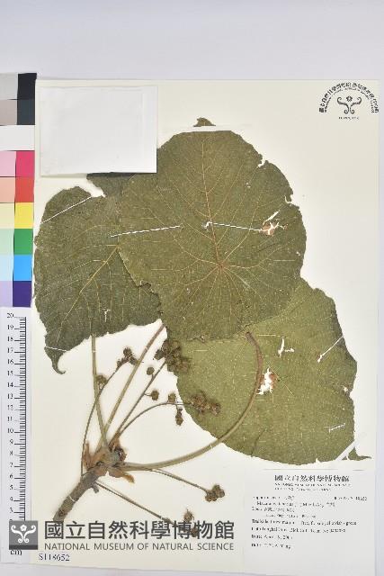 血桐藏品圖，第1張