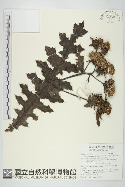 白花小薊藏品圖，第1張