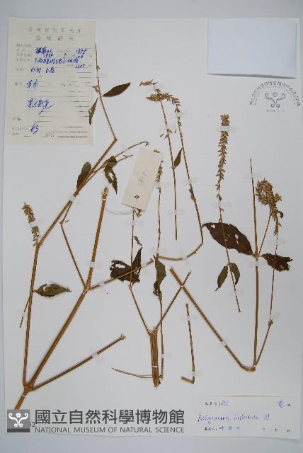 牛膝藏品圖，第1張