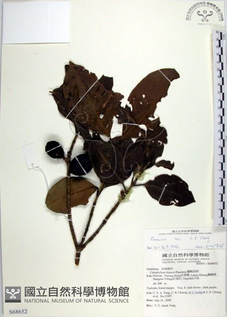 蘭嶼福木、林氏福木藏品圖，第1張