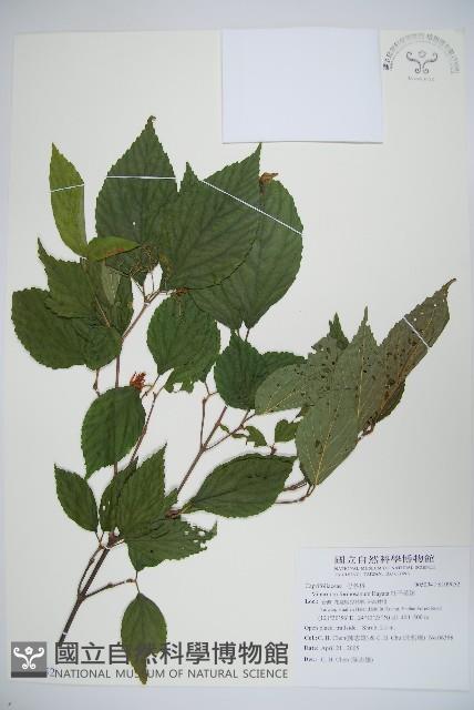 紅子莢迷藏品圖，第1張