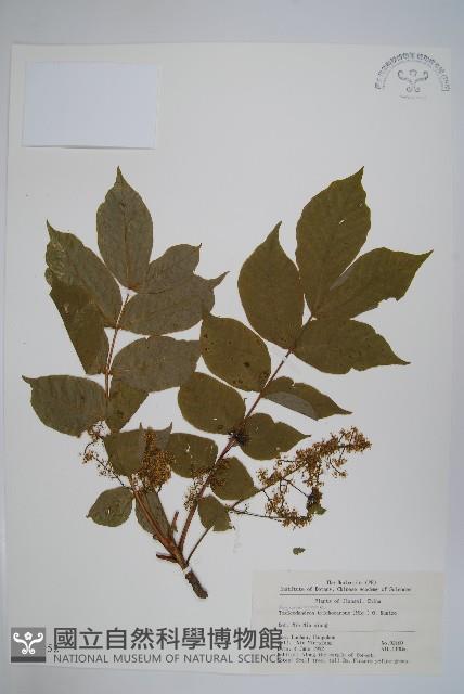 毛漆樹藏品圖，第1張