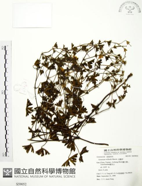 老鸛草藏品圖，第1張