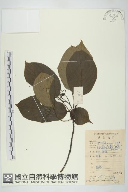 登錄號:S079052藏品圖，第1張