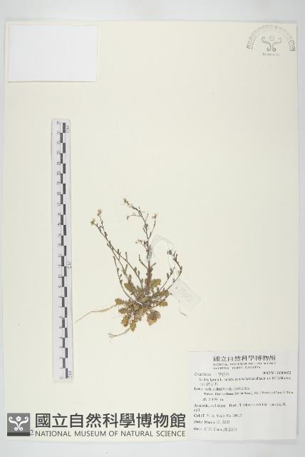 玉山筷子芥藏品圖，第1張