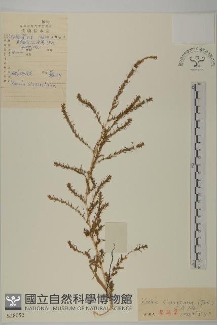 登錄號:S028052藏品圖，第1張