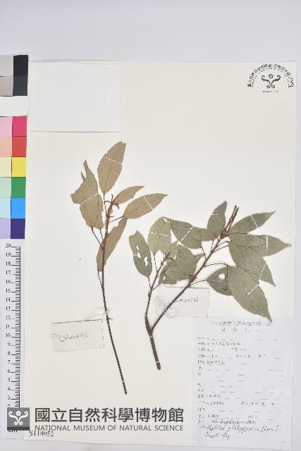 粗糠柴藏品圖，第1張