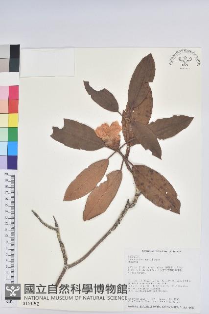 森氏杜鵑、森氏滿江紅藏品圖，第1張