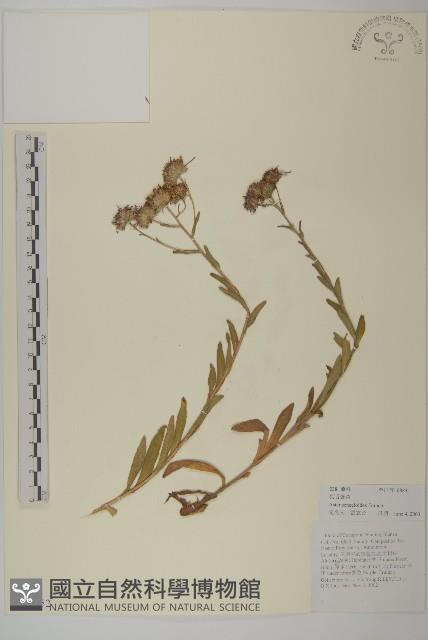 狗舌紫菀藏品圖，第1張