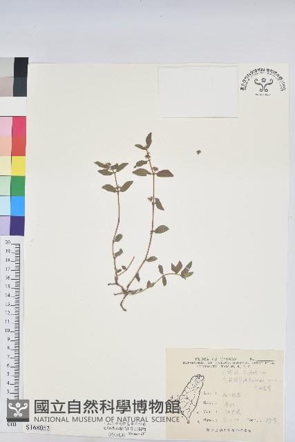 乳仔草藏品圖，第1張