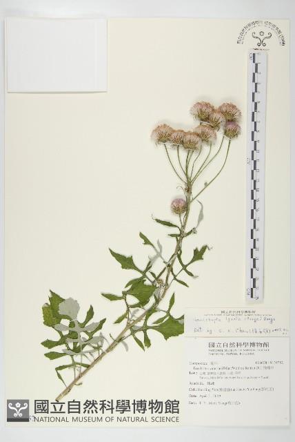 泥胡菜藏品圖，第1張