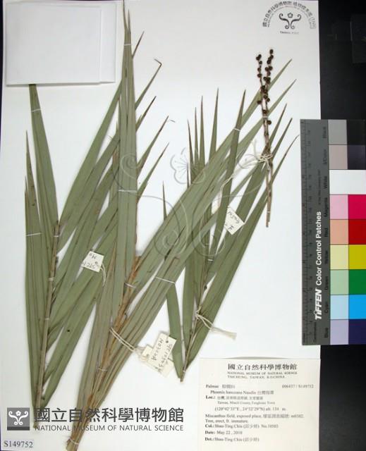 台灣海棗藏品圖，第1張