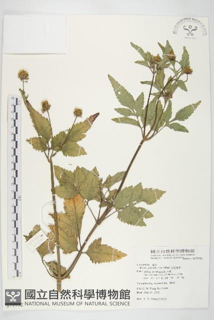 白花鬼針藏品圖，第1張