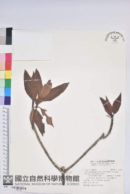 玉山杜鵑藏品圖，第1張