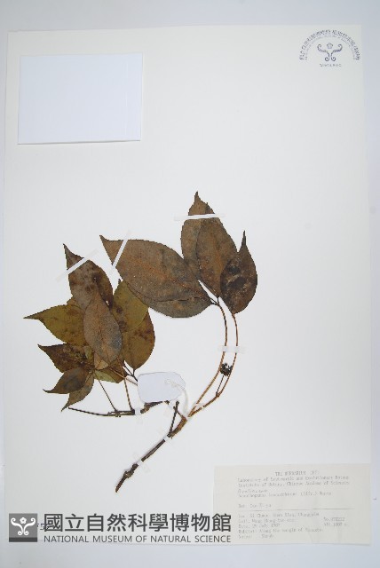 藤五加藏品圖，第1張