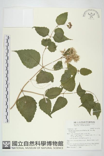 田代氏澤蘭藏品圖，第1張