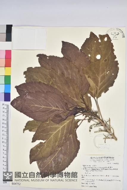 假鐵莧藏品圖，第1張