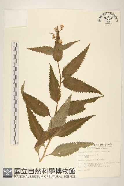 黃菀藏品圖，第1張