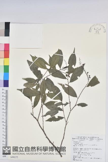 密花五月茶藏品圖，第1張