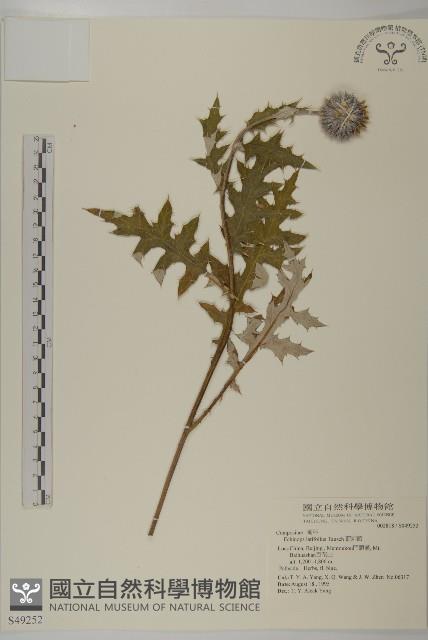 藍刺頭藏品圖，第1張